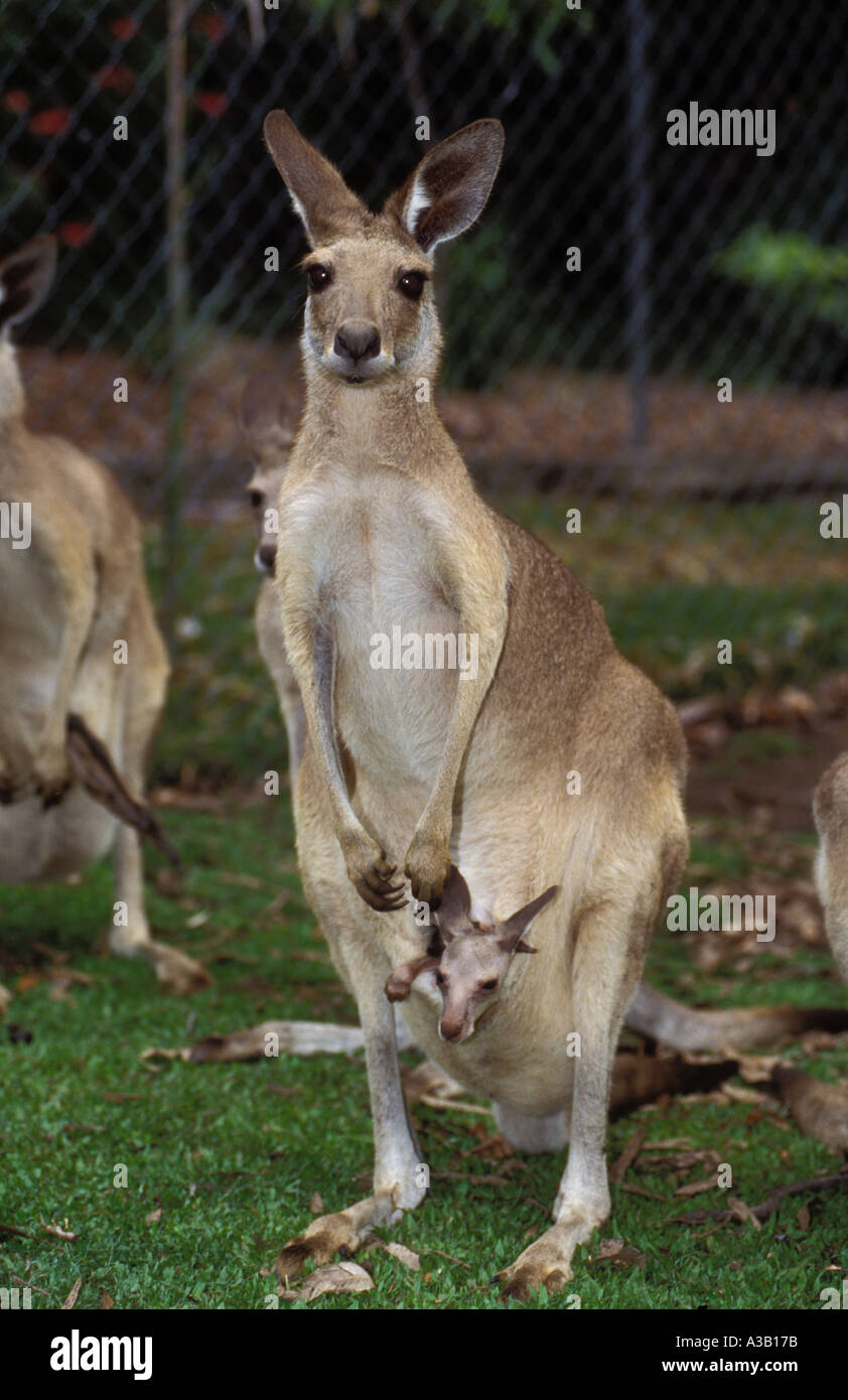 Mom kangaroo and her joey hires stock photography and images Alamy