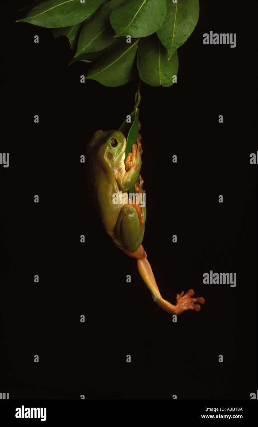 Just hanging in Frog litoria caerulea green tree frog 0370 Stock Photo ...