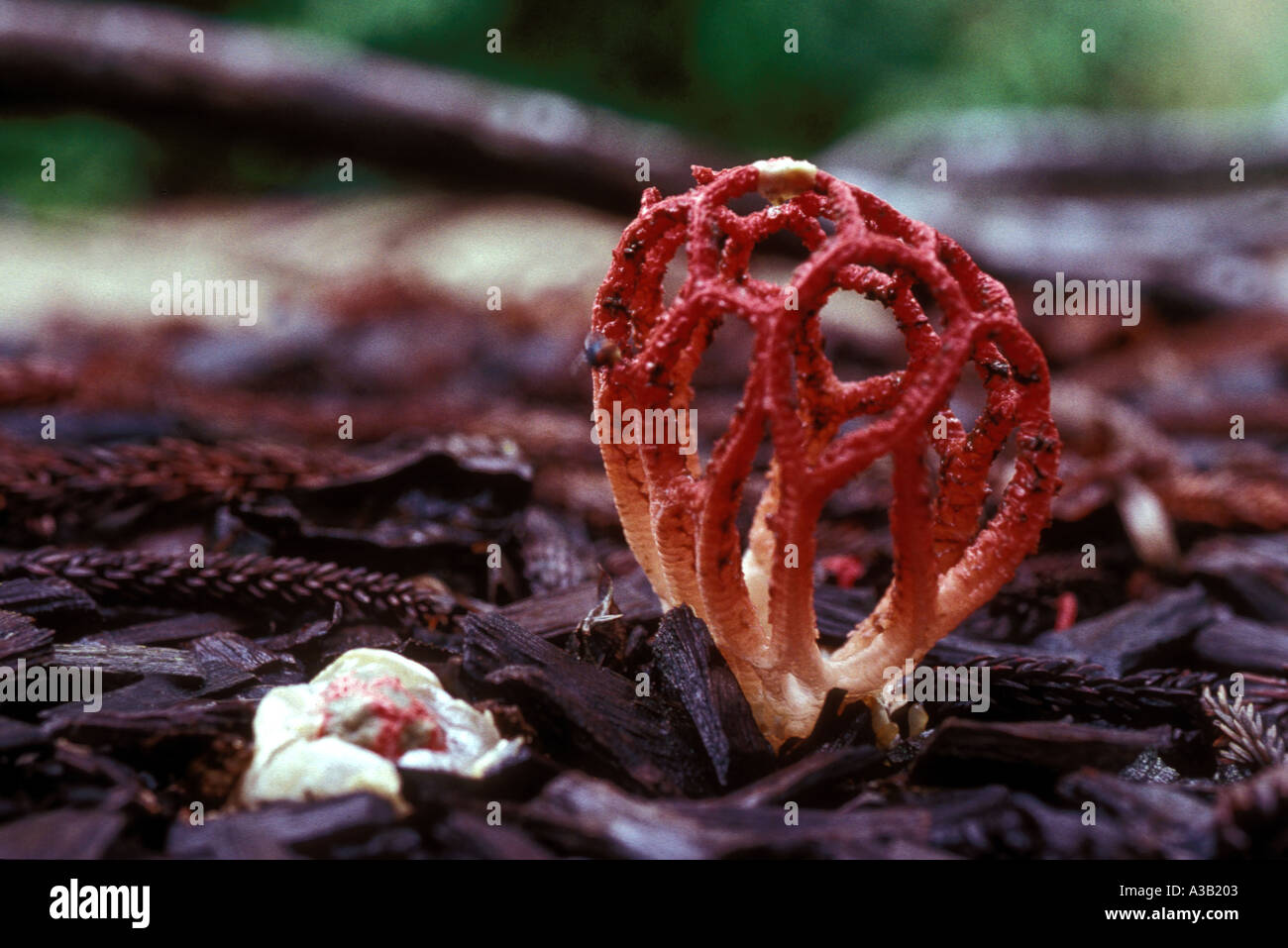 0432 Stinkhorn Fungus clathrus gracilis Stock Photo