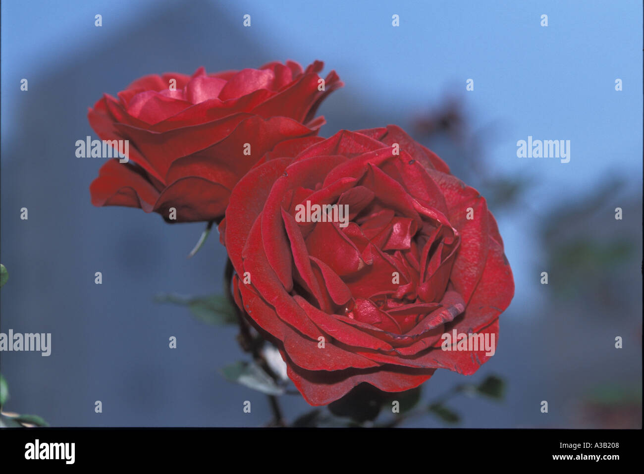 Rose rash hi-res stock photography and images - Alamy
