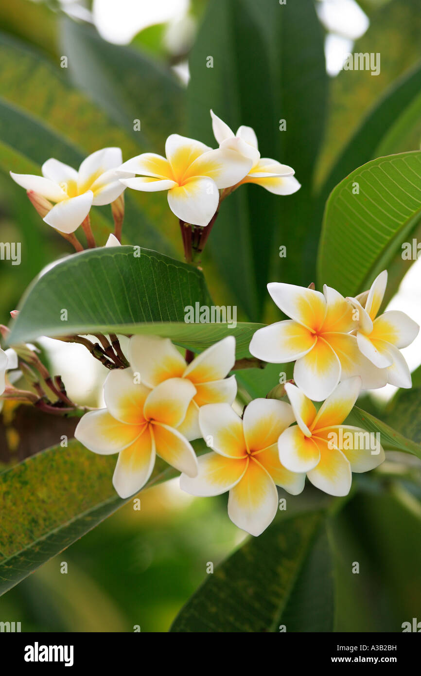 White Frangipani Plumeria rubra Phuket Thailand Stock Photo Alamy