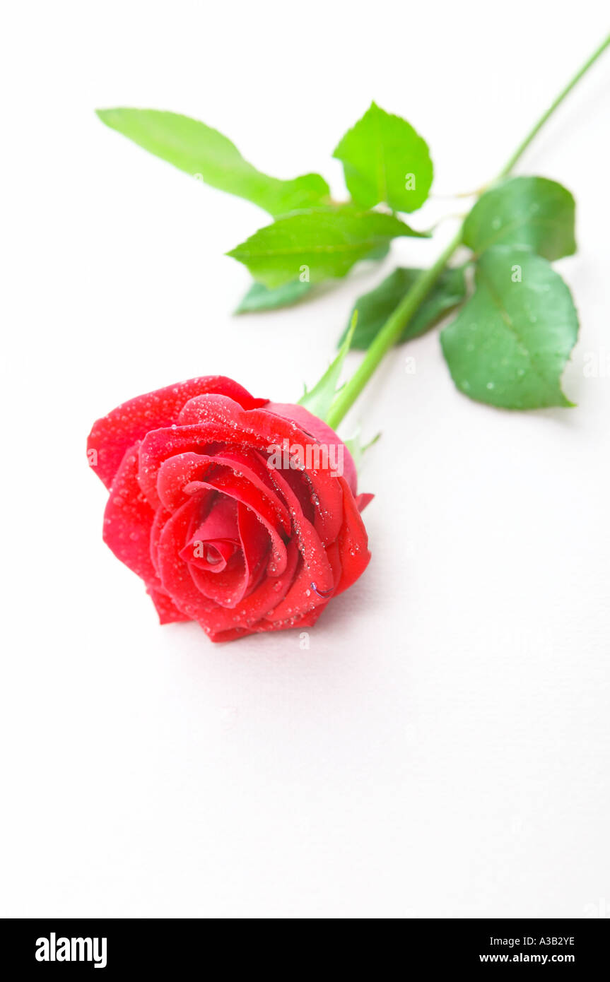 A red rose on white surface Stock Photo - Alamy