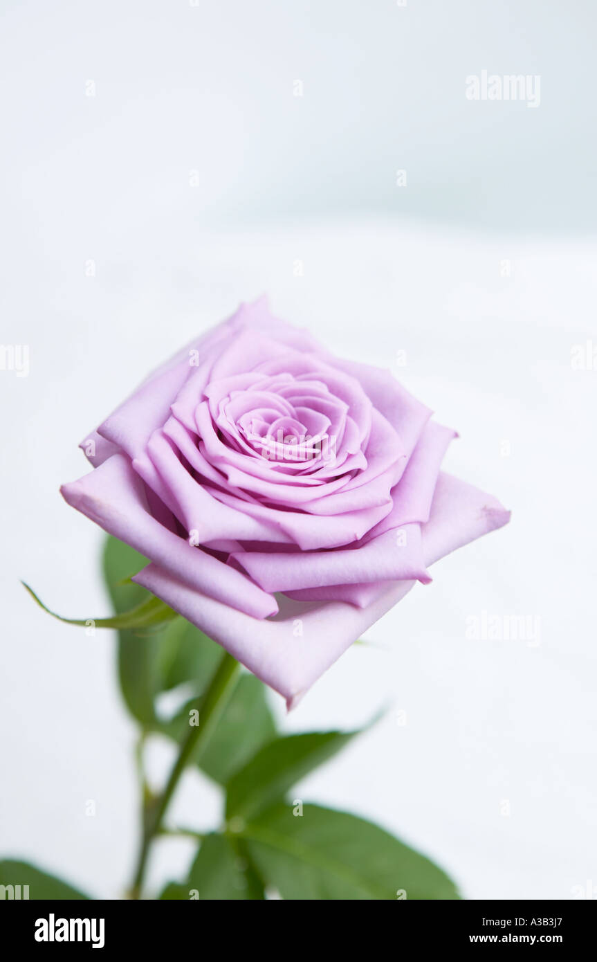 Plant a rose hi-res stock photography and images - Alamy