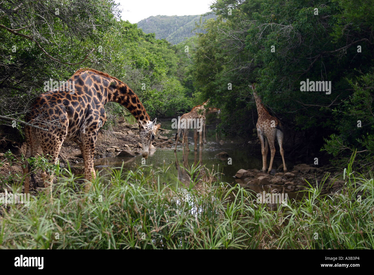 Group of giraffes eating trees hi-res stock photography and images - Alamy