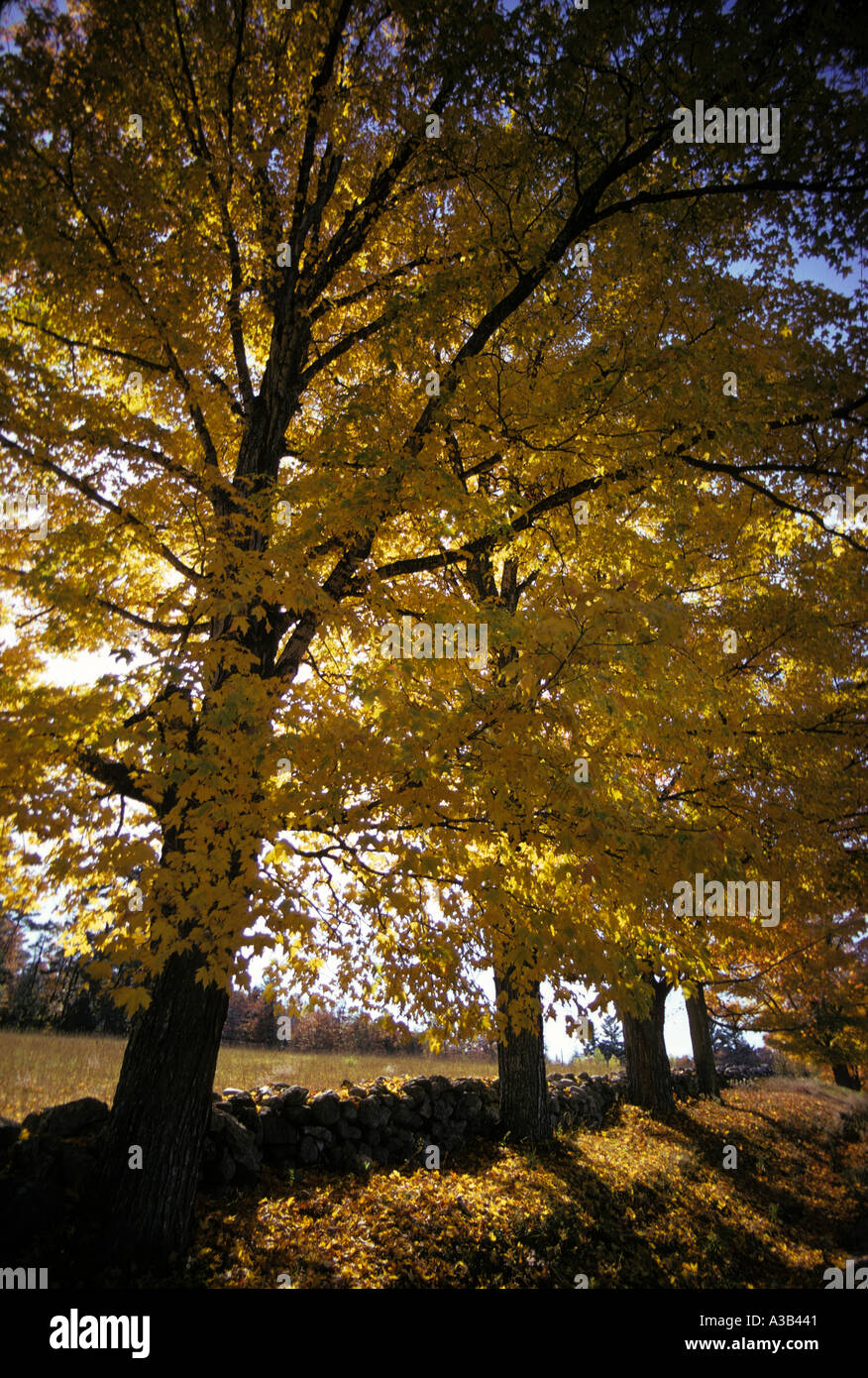 Vermont fall color sugar maple stone wall Stock Photo