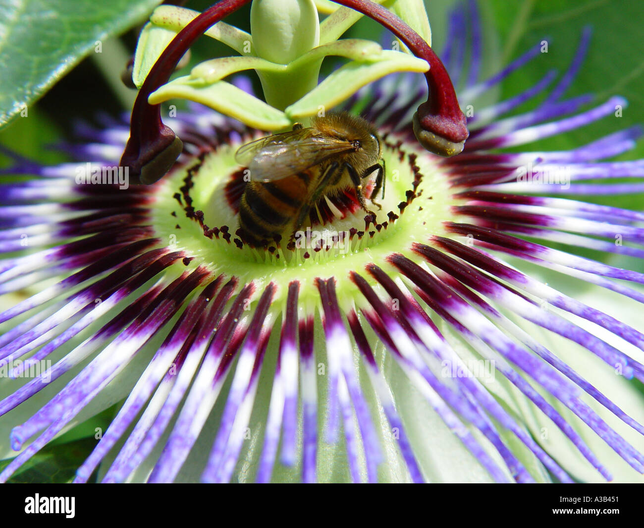 Passiflora caerulea with bee Passion flower shrub Stock Photo Alamy