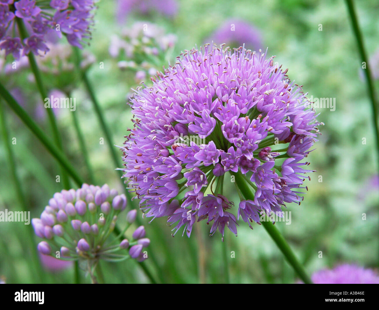 Allium senescens Montanum Onion Stock Photo