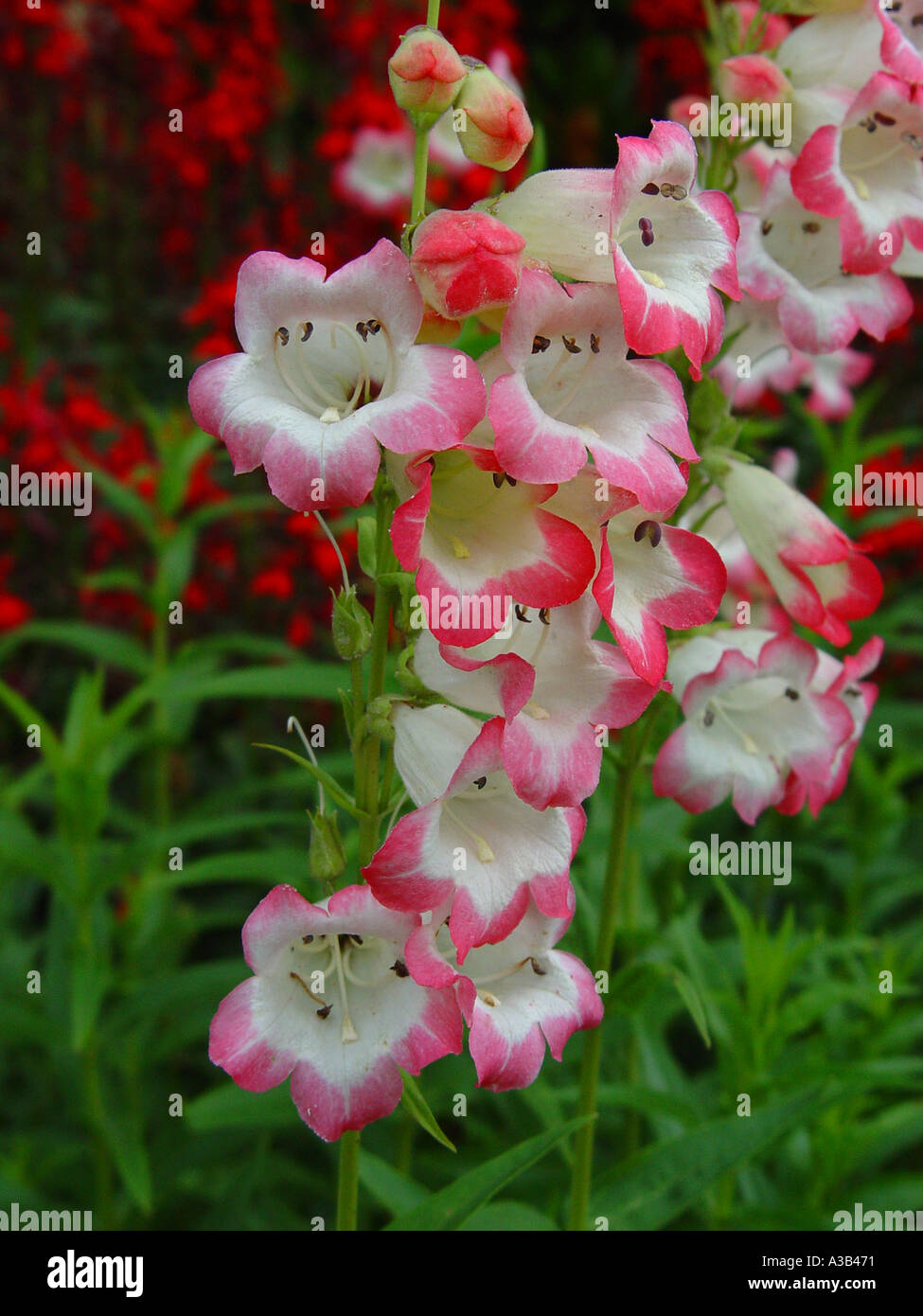 Penstemon Osprey Stock Photo