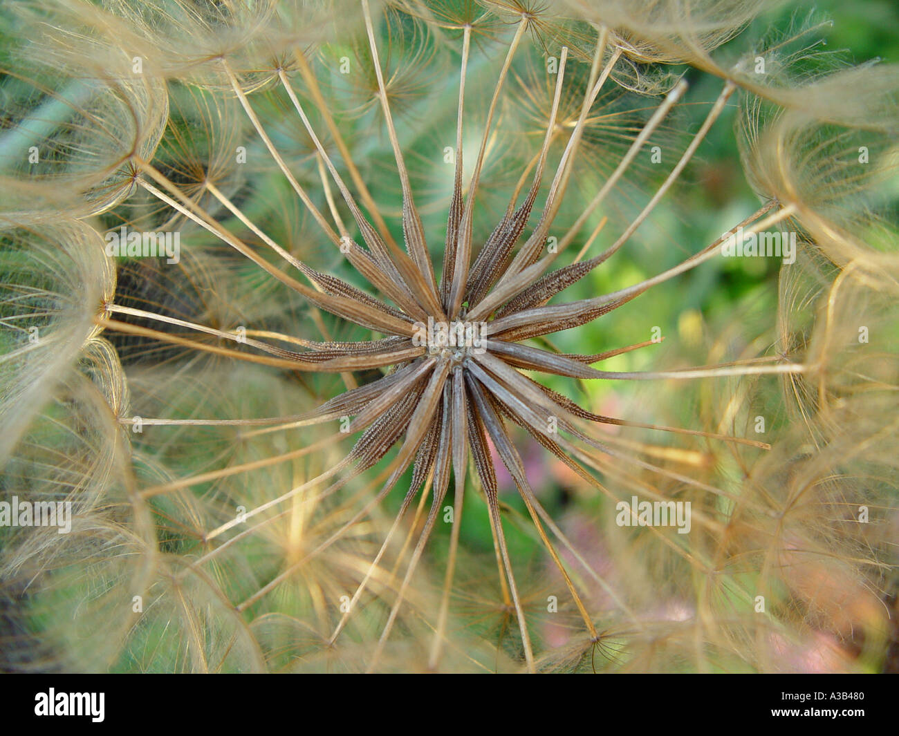 Loostrife seed head Stock Photo