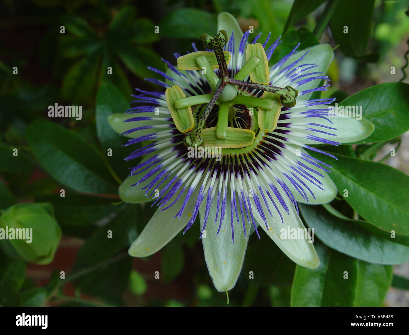 Passiflora Caerulea Passionsblume 40-60 Cm - Exotische Kletterpflanze Mit Blauen  Blten Und Essbaren Frchten Zimmerpflanze Passionsblume