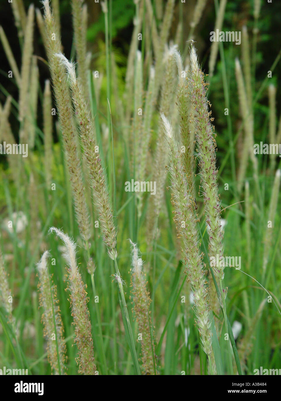 Pennisetum macrourum Stock Photo