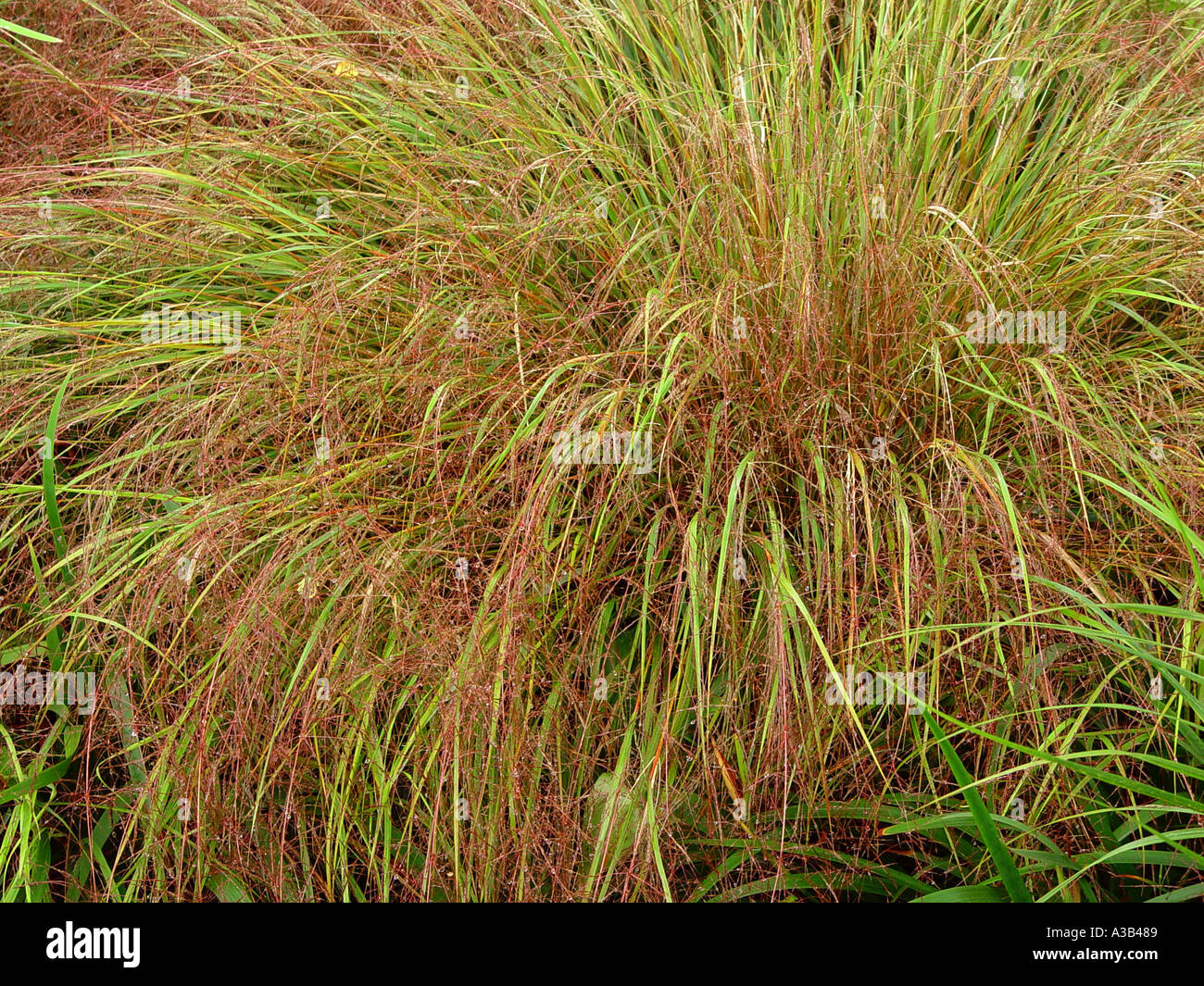 Stipa arundinacea oat foliage Stock Photo