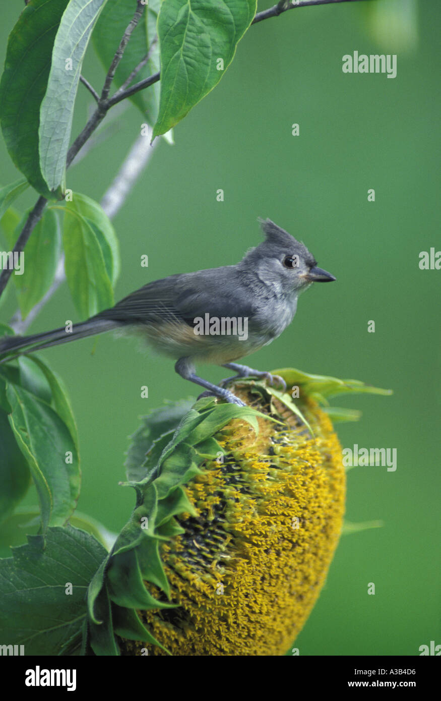 Tufted titmouse, Parus bicolor, perching on a sunflower looking attentive in home garden, Missouri USA Stock Photo
