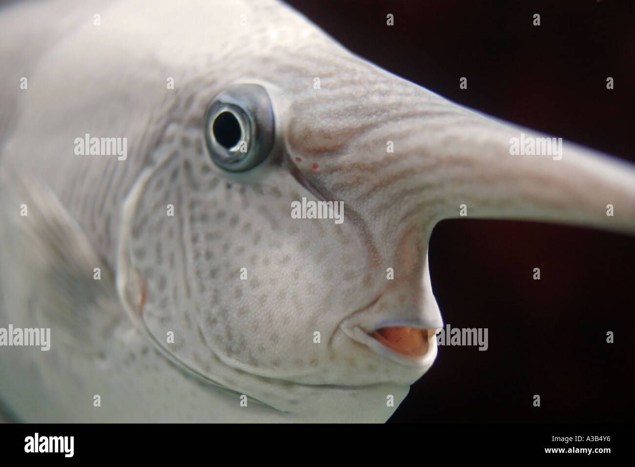 Long nose fish hi-res stock photography and images - Alamy