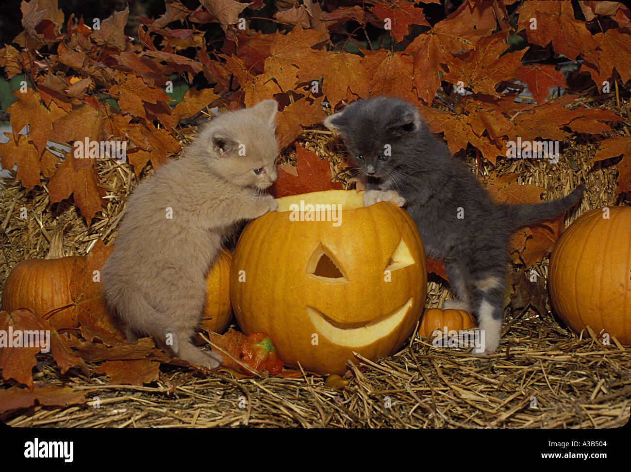 Kittens and clearance pumpkins