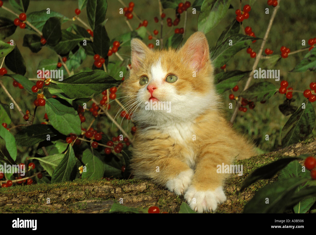 Yellow and white tabby kitten sitting in holly bush with red berries looking expectant and innocent in the garden, Missouri USA Stock Photo