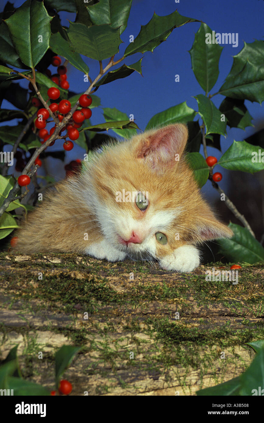 Adorable expressive sweet yellow and white tabby kitten in holly tree  lying its cheek to paw and peeking over log, Midwest USA Stock Photo