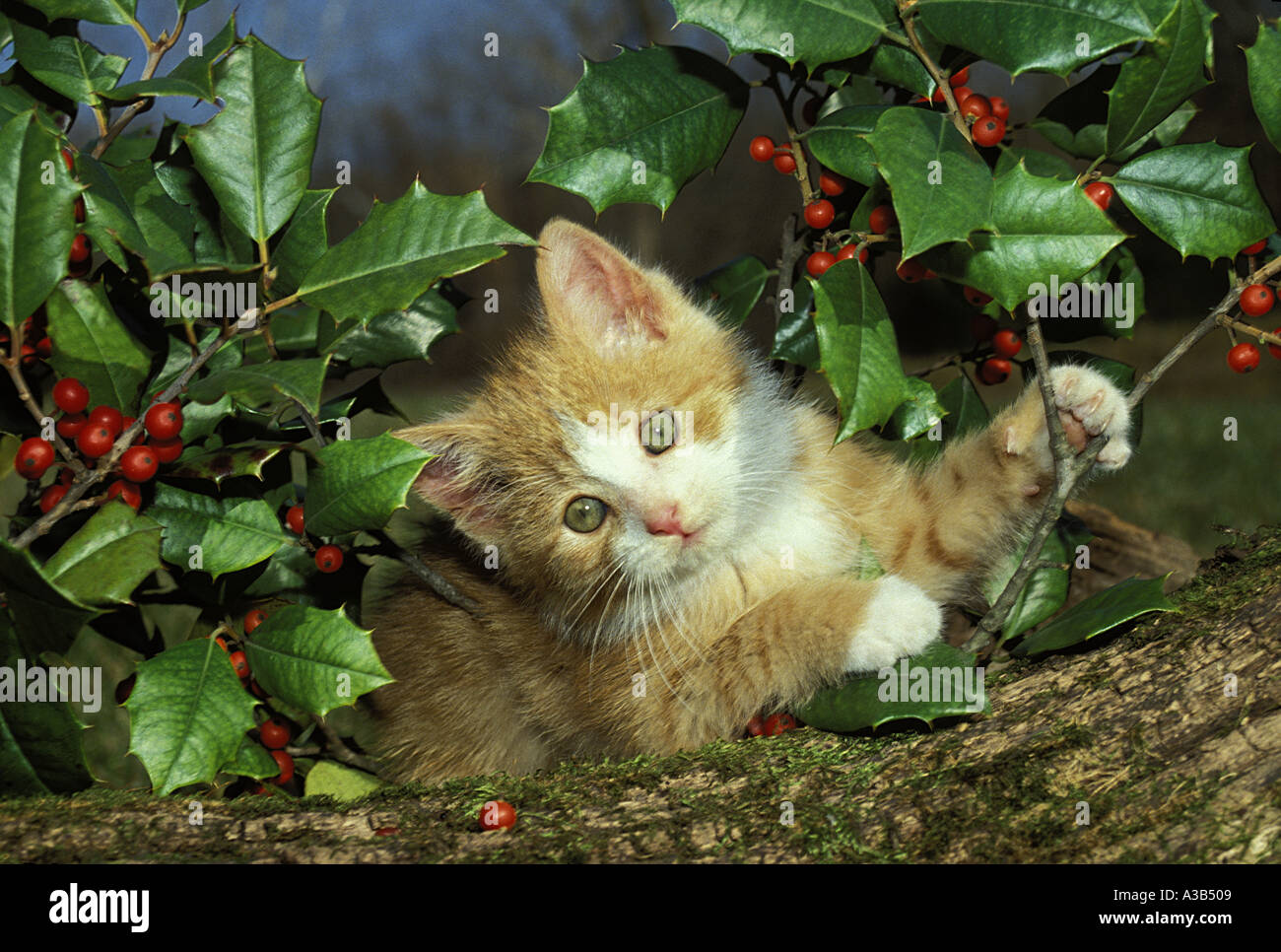 Yellow and white tabby blue-eyed kitten playing on log in garden beside holly tree with red berries, Midwest USA Stock Photo