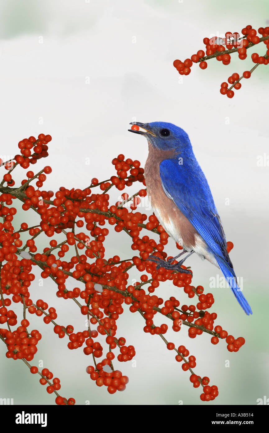 Male Eastern Bluebird (Sialia sialis) on branch with berries in snow, Missouri USA Stock Photo
