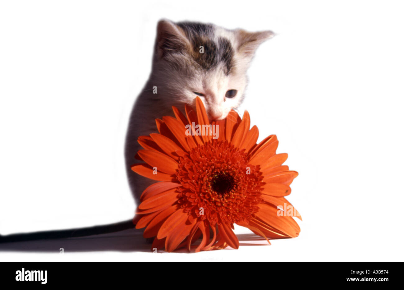 Cat and flower Stock Photo