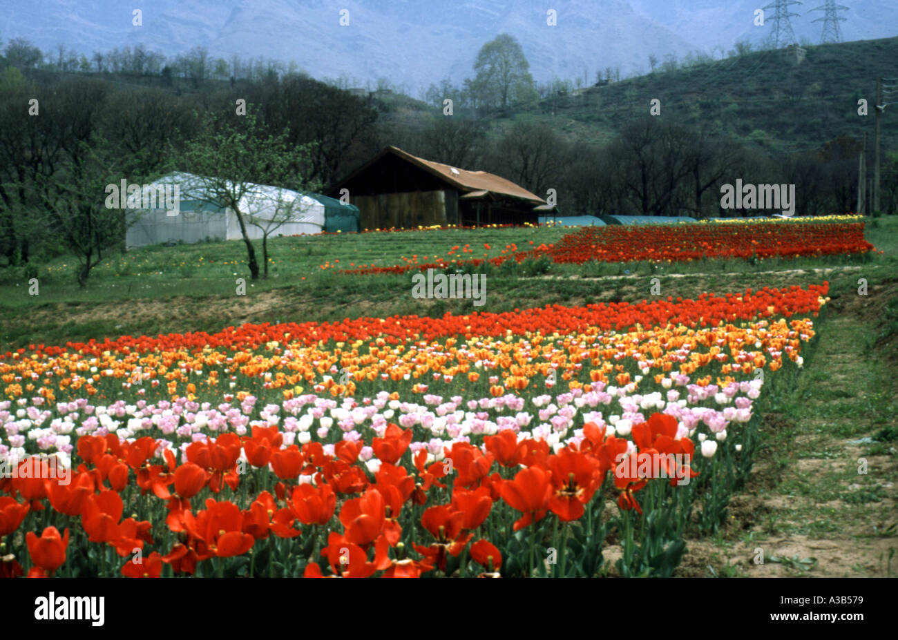 Tulip field in botanical garden in Srinagar Jammu Kashmir India Stock