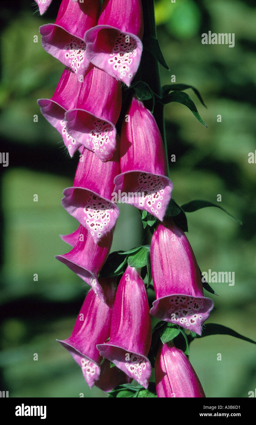 Foxglove close up. Latin name: digitalis purpurea Stock Photo - Alamy