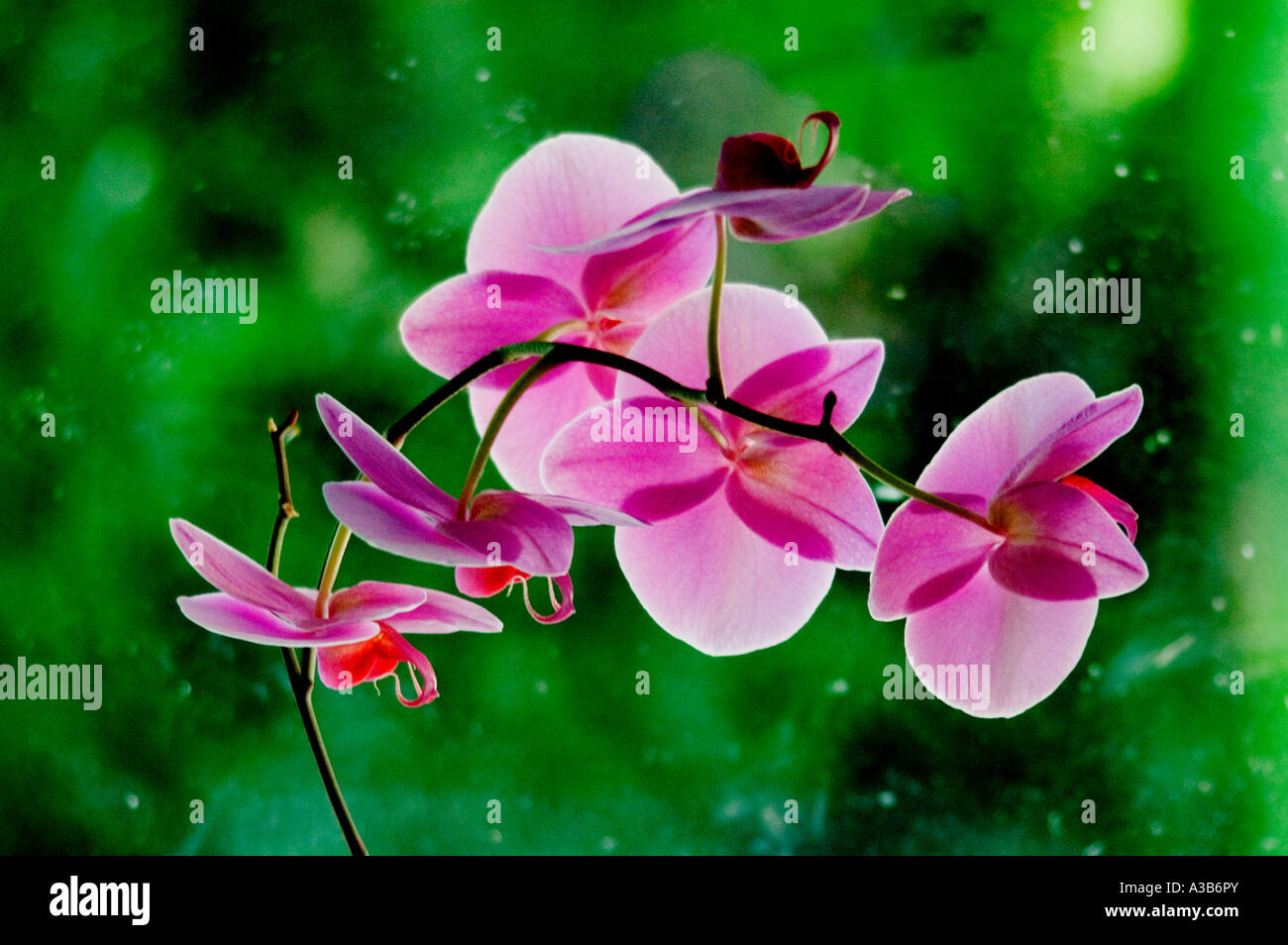 Pink Orchid "Phalaenopsis", against window with raindrops and green vegetation. Lanark, Scotland, U.K., Europe. Stock Photo