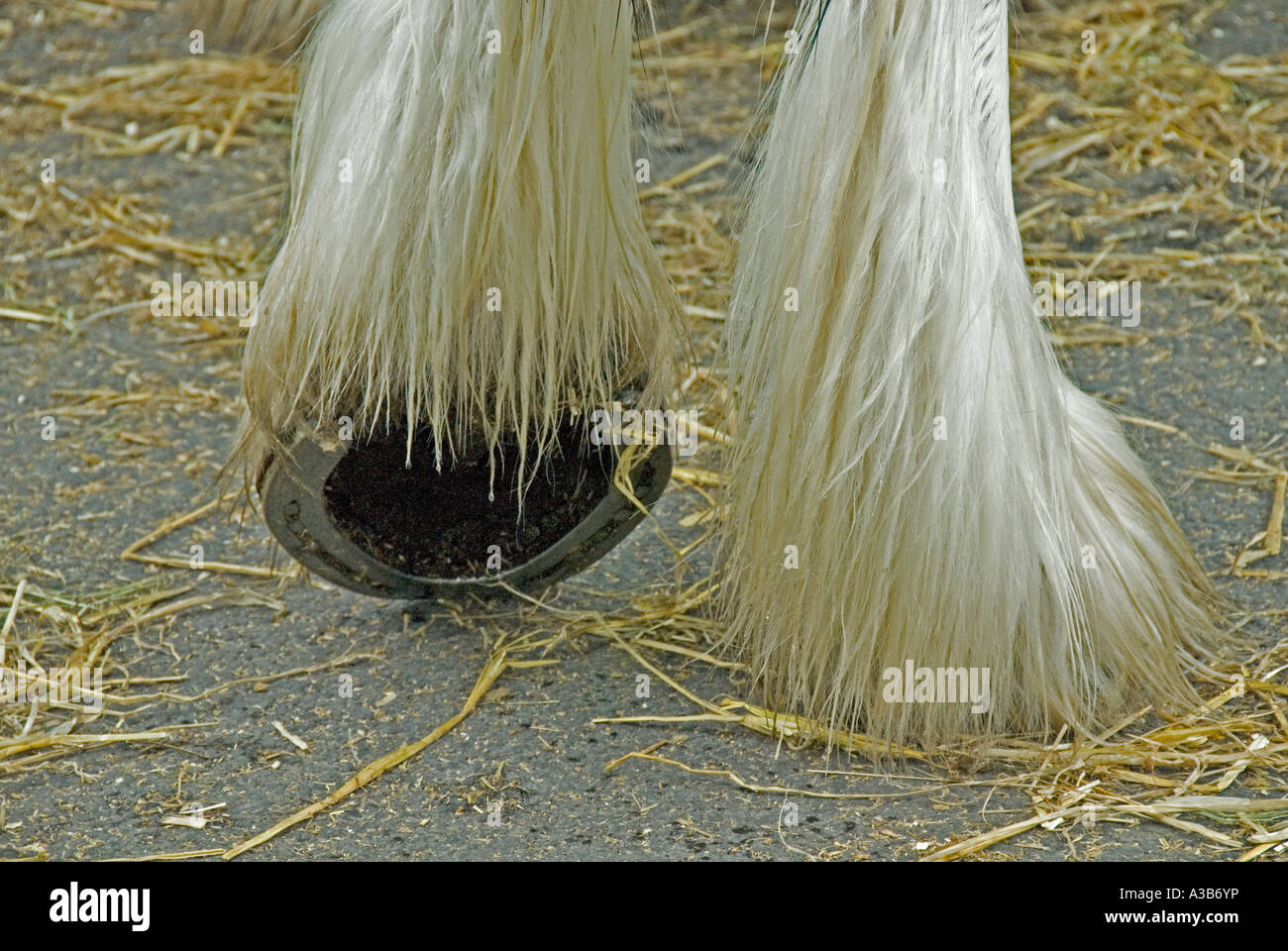Clydesdale horse hoof hires stock photography and images Alamy