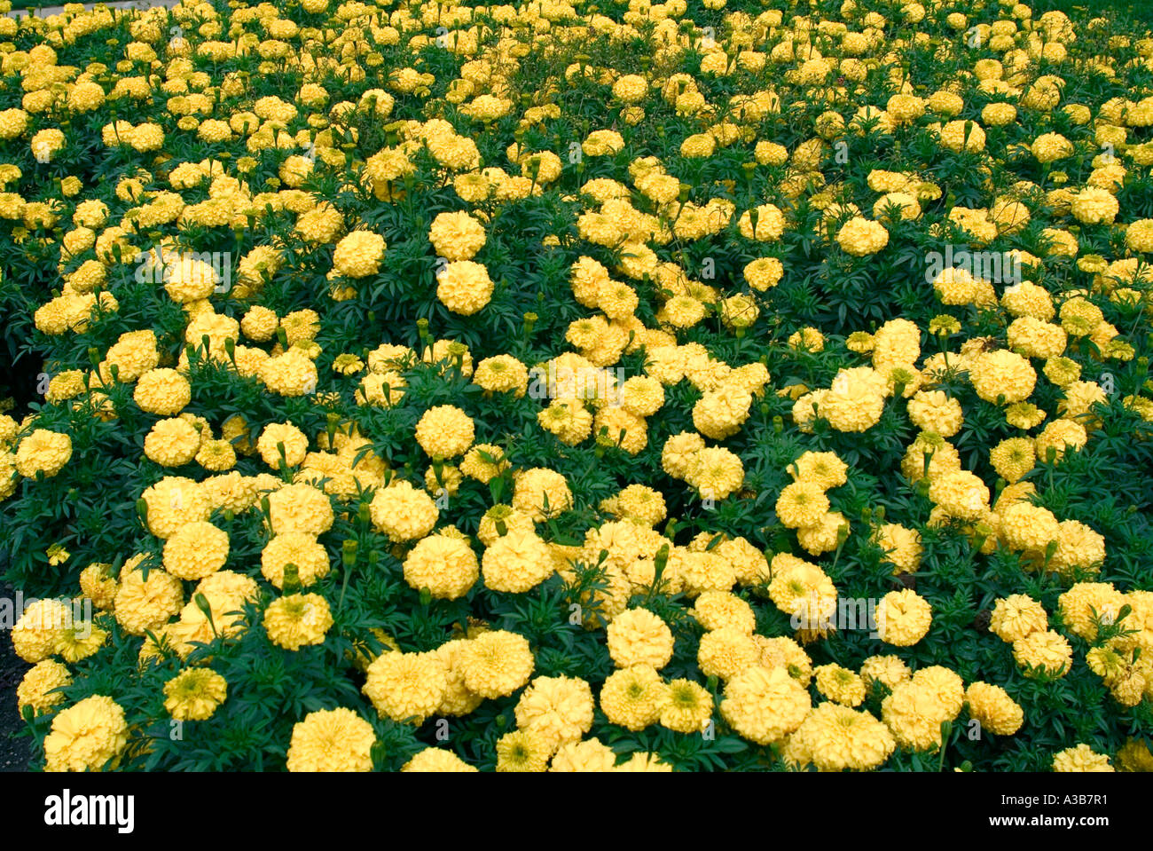 Bright field yellow flowers hi-res stock photography and images - Alamy