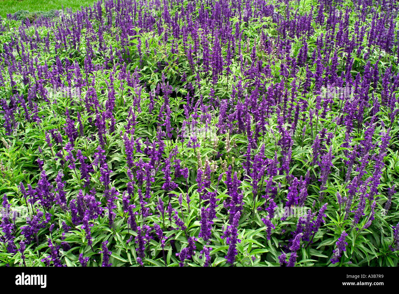 Purple sage flowers Stock Photo Alamy