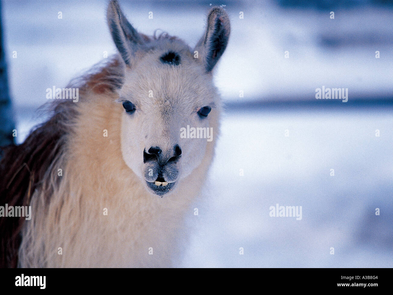Animalss hi-res stock photography and images - Alamy