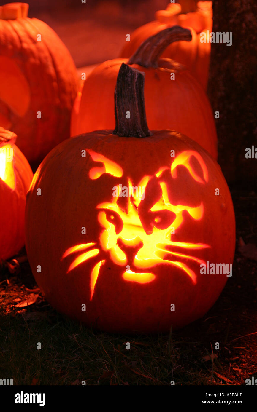 USA New Hampshire Keene Pumpkin Festival. Cat\u0027s face carved in pumpkin skin with lit candle inside.