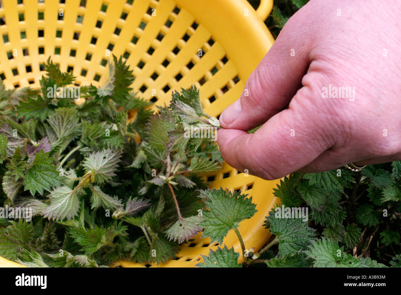 Nettles the tips of young plants can be eaten Stock Photo Alamy