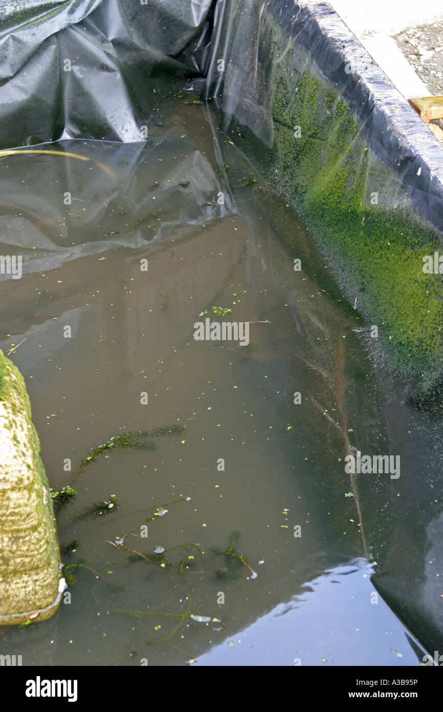 Emptying the pond pumping out Stock Photo Alamy