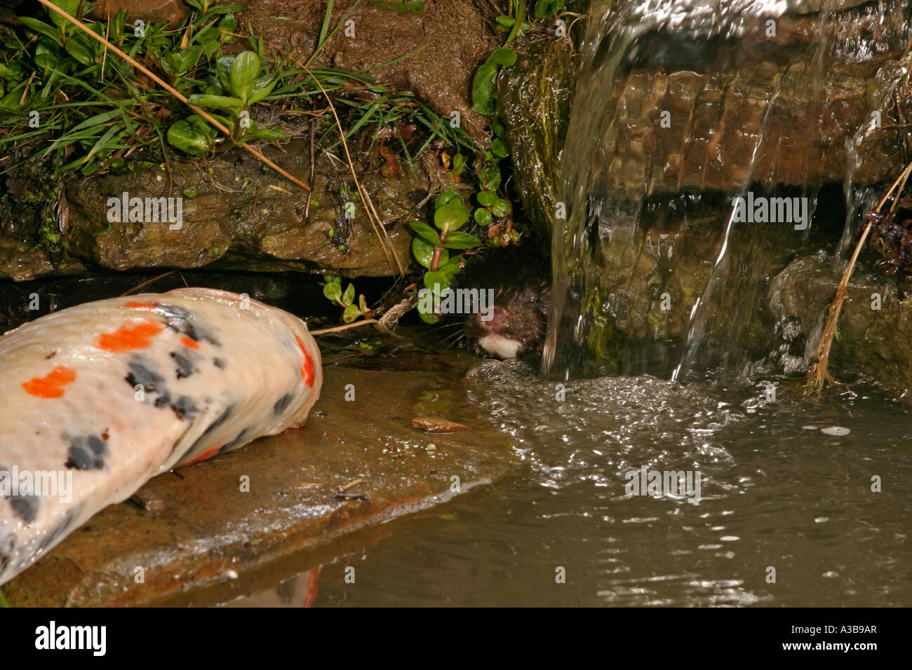 American mink Mustela vison looks out at dead koi from under waterfall Stock Photo