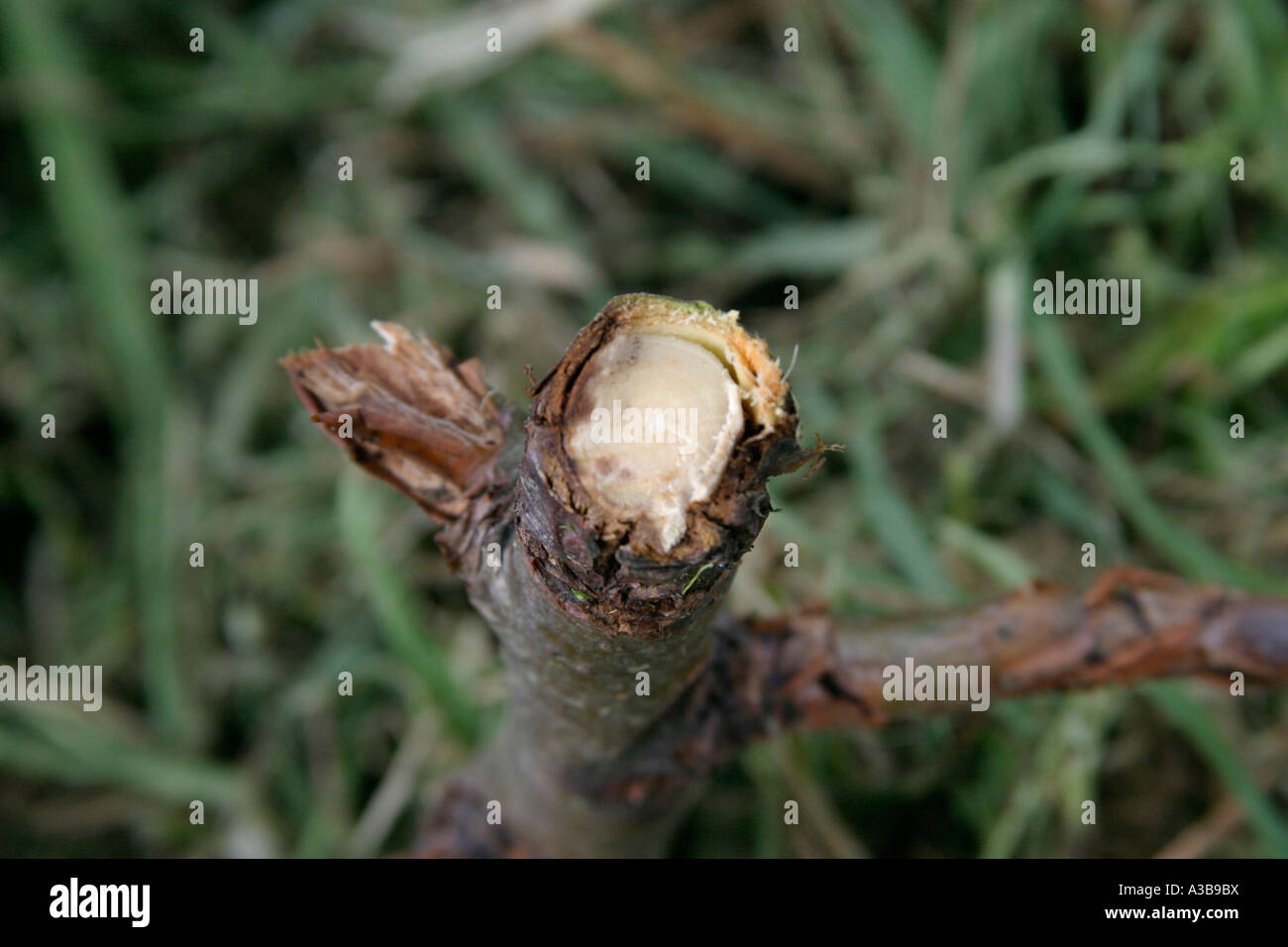 Apple canker Nectria spp section to show death of cambial layer Stock Photo