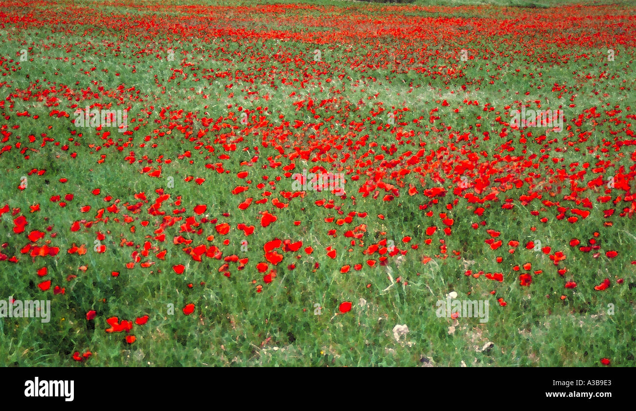 Watercolour poppies hi-res stock photography and images - Alamy