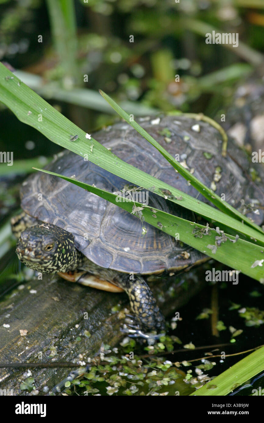 European pond terrepin Emys orbicularis on log fv cu Stock Photo - Alamy