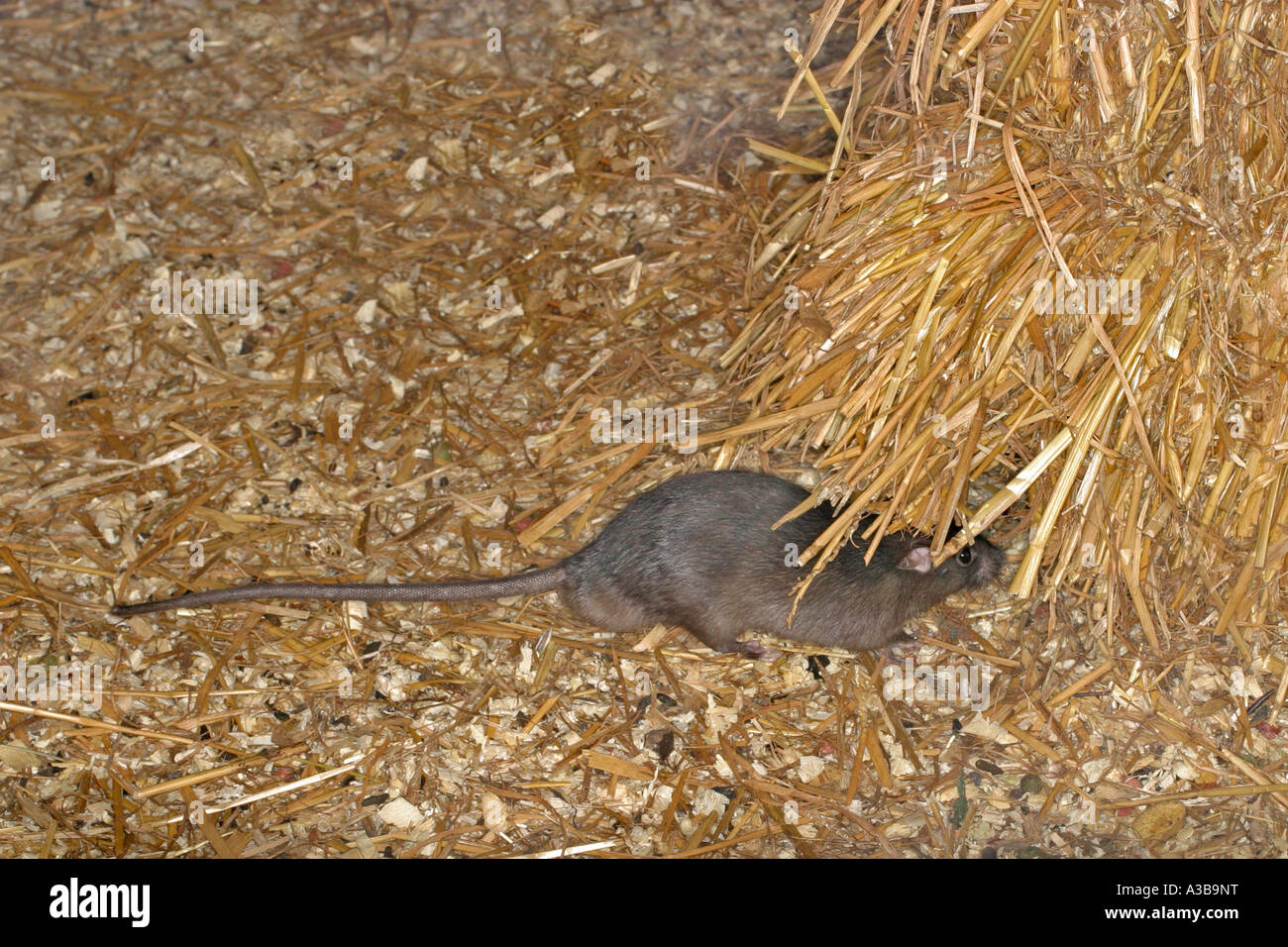 Black rat Rattus rattus running across barn floor sv Stock Photo - Alamy