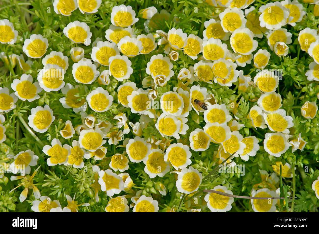 Poached egg plant attracts pollenating insects to the garden in spring Stock Photo