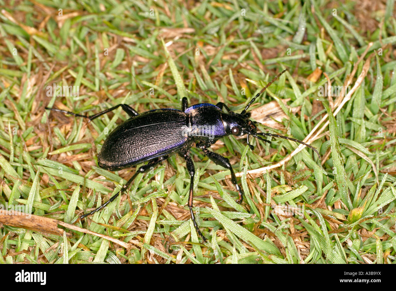 Violet ground beetle Carabus violaceus on grass tv Stock Photo