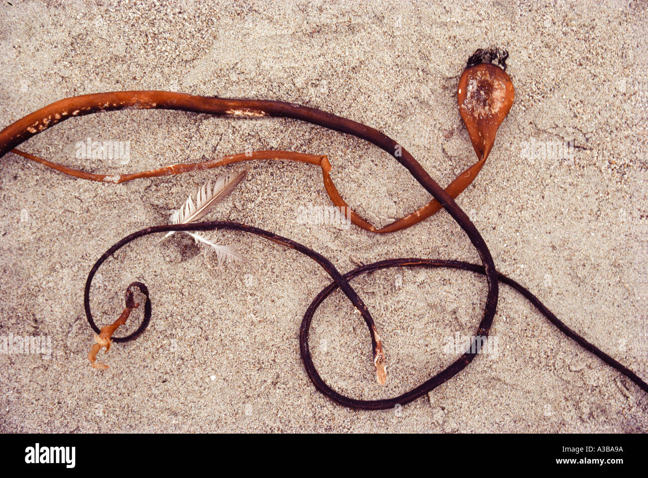nature closeup snake in reeds Stock Photo - Alamy