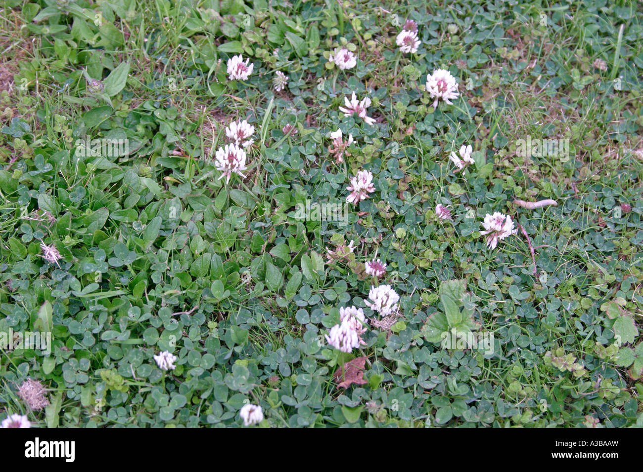 White clover lawn weed hires stock photography and images Alamy