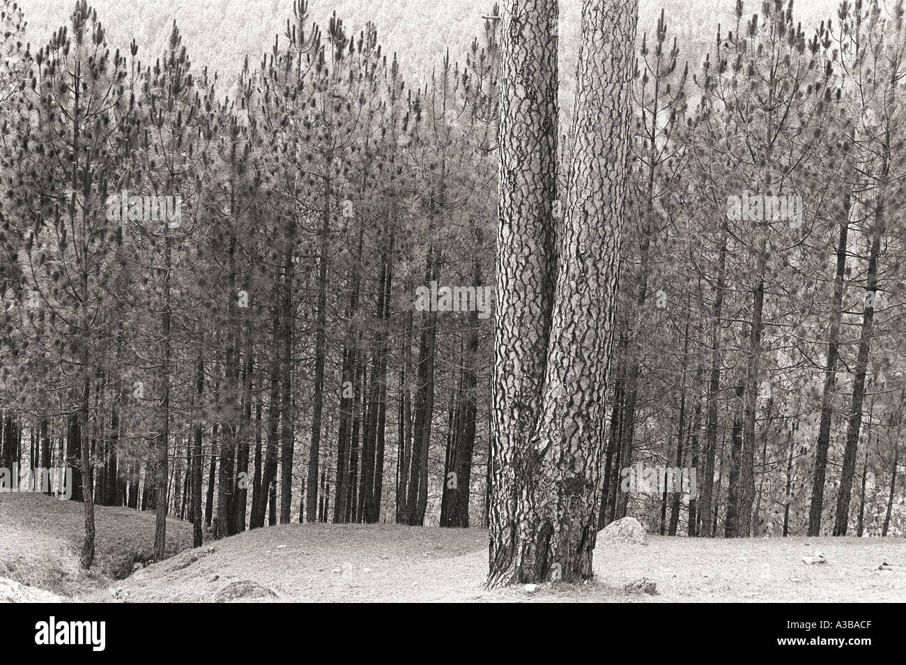 Black white landscape trees hi-res stock photography and images - Alamy
