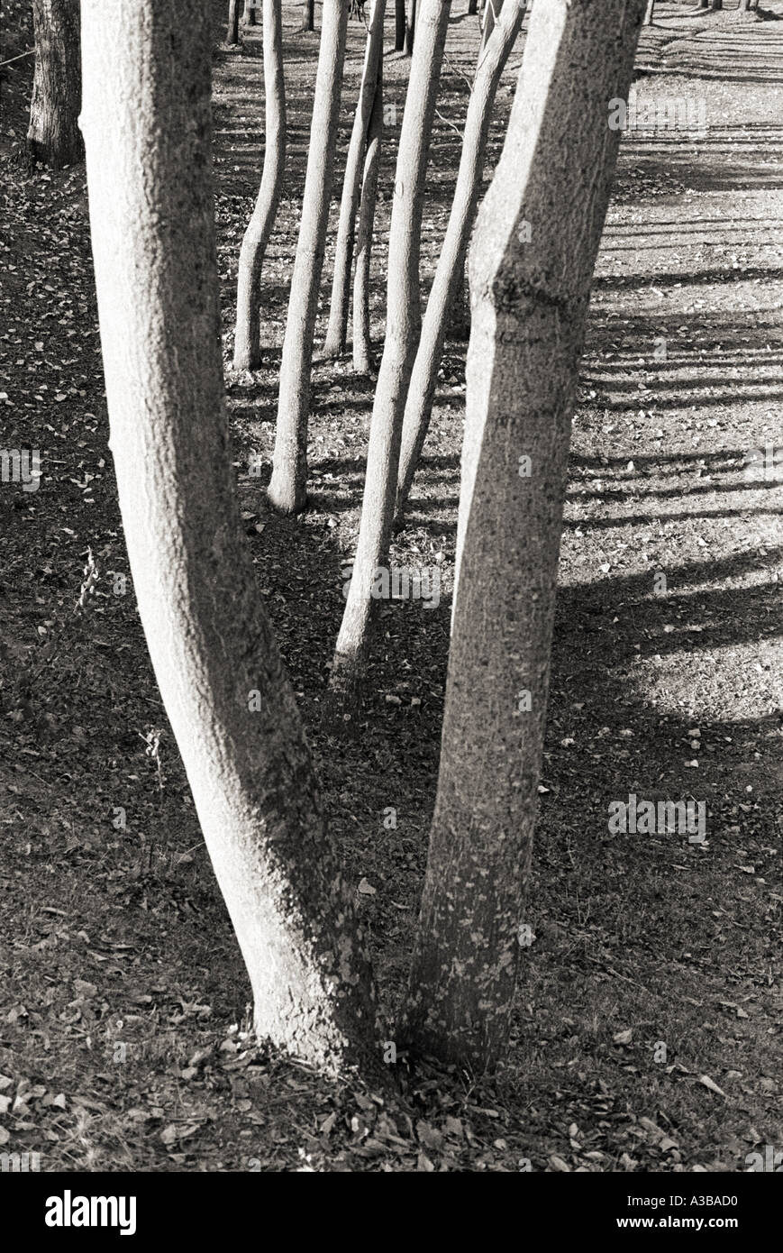 Shapes for design black and white hi-res stock photography and images ...