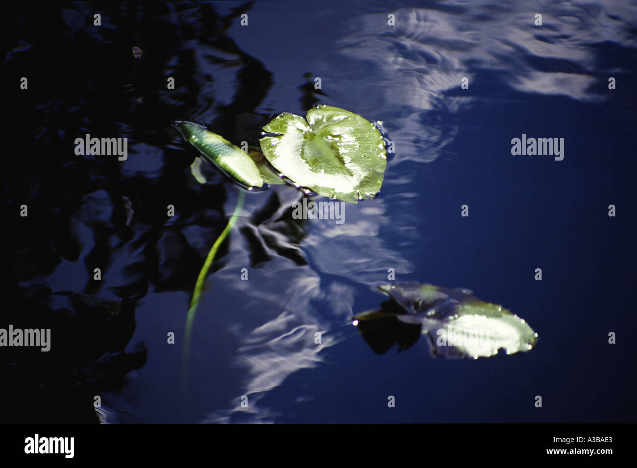 Background nature hi-res stock photography and images - Alamy