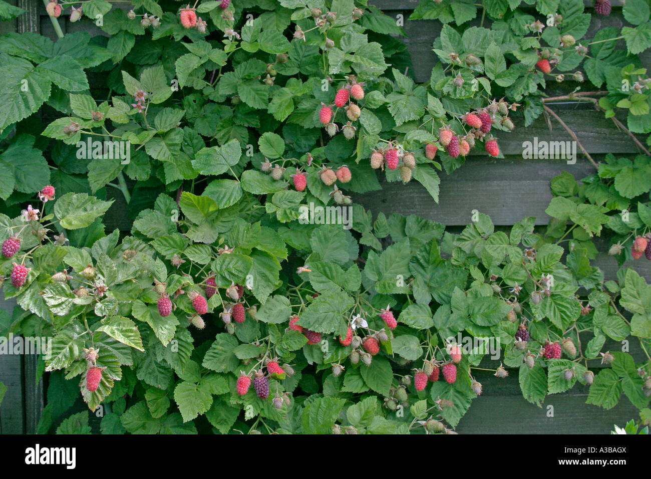 tayberry madona bush with maturing fruit Stock Photo