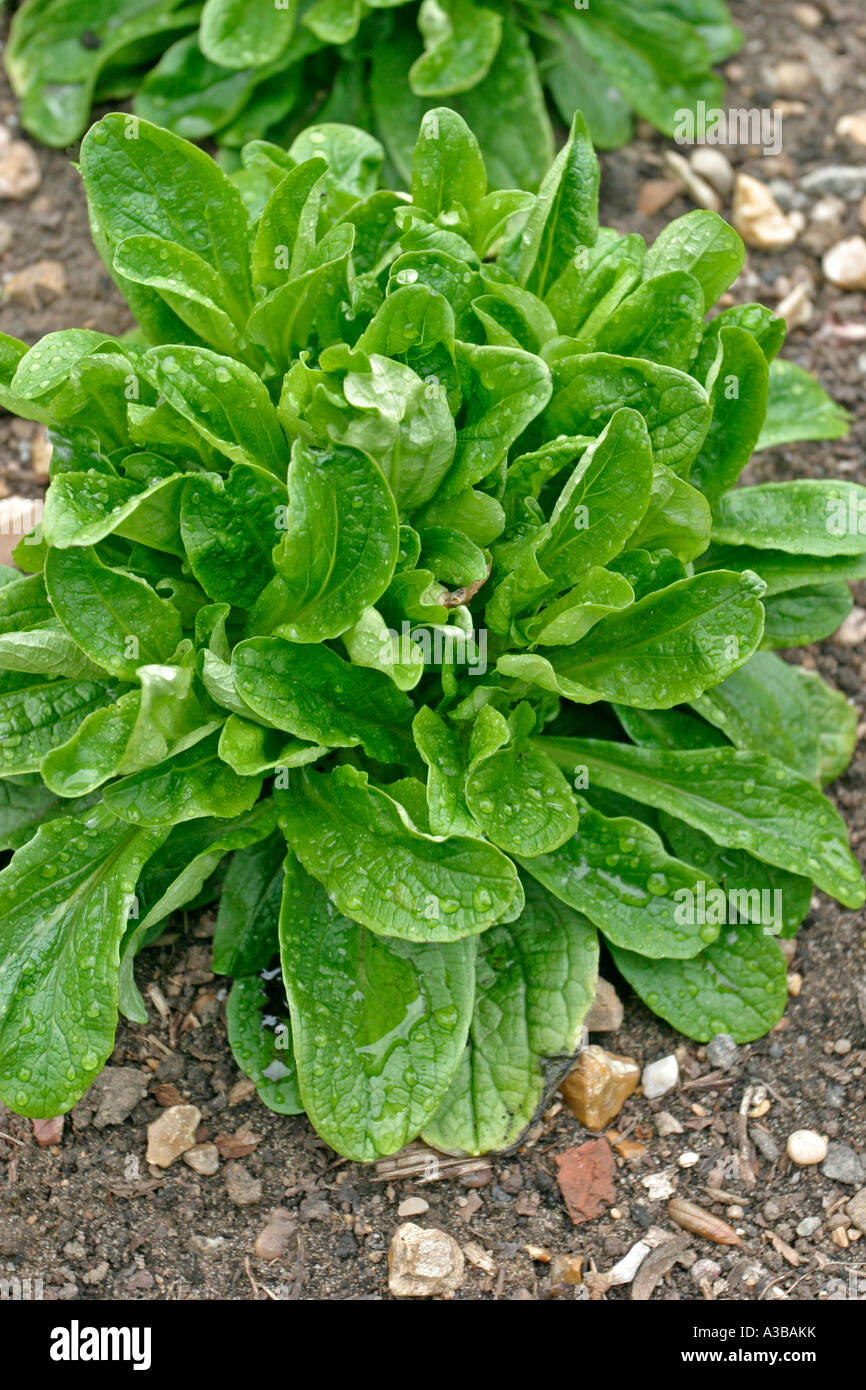 green island ficus plant Buy Ficus Green Island, Ficus Microcarpa main image 1