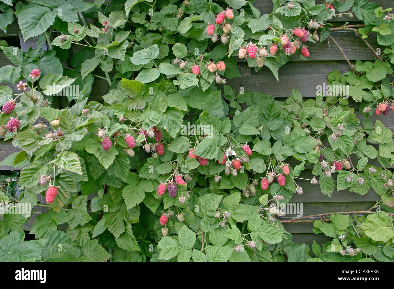 Tayberry Medona maturing crop Stock Photo