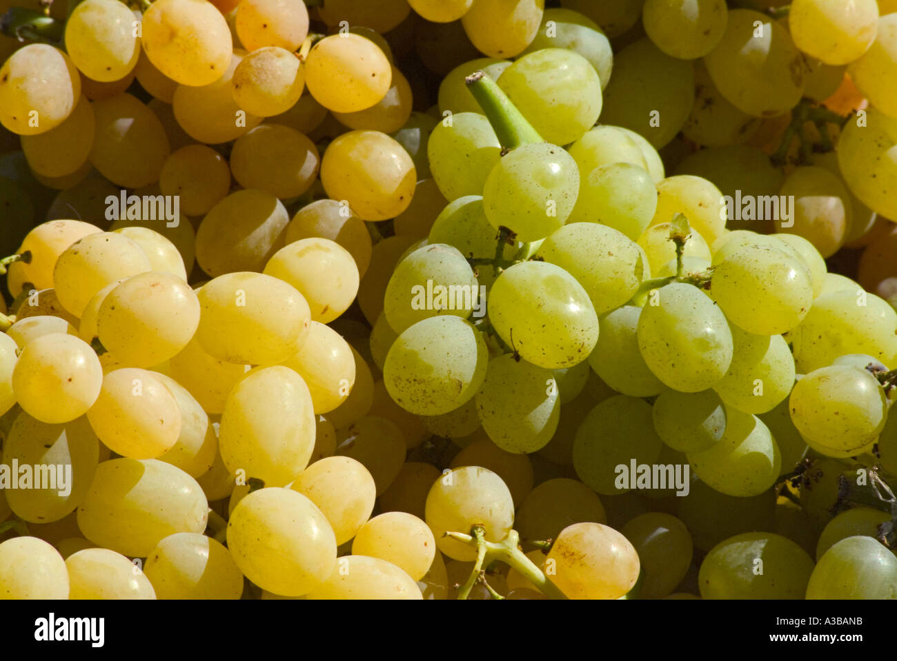 Close up of white and green grapes Stock Photo